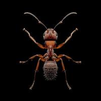 An ant is standing on its hind legs photo