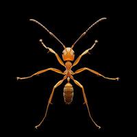 An ant is shown on a black background photo