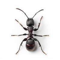 An ant is standing on its hind legs photo