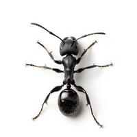 An ant is standing on its back on a white background photo