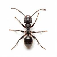 An ant is standing on its hind legs photo