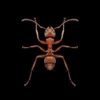 An ant is standing on its hind legs photo