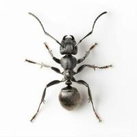 An ant is standing on its hind legs photo