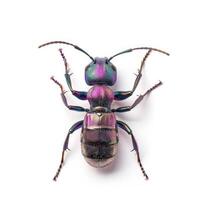 A black and purple bug with a white background photo