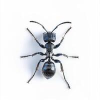 A black ant on a white background photo