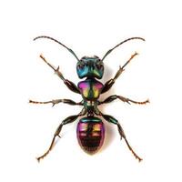 A colorful insect with black and purple stripes photo