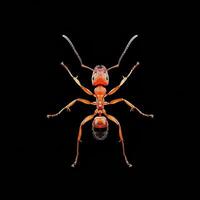 An ant is shown against a black background photo