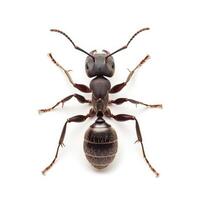 An ant is standing on its hind legs photo