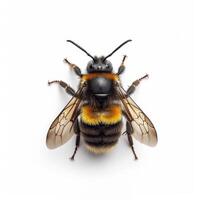 A bee with yellow and black stripes on its back photo