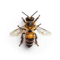 A bee is shown on a white background photo