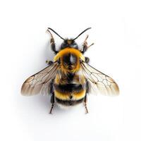 A bee with black and yellow stripes on its back photo