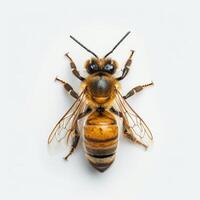 A bee with a yellow and black body on a white background photo