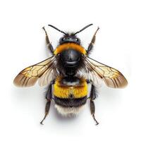 A bee with yellow and black stripes on its back photo