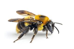 A bee with yellow and black stripes on its back photo