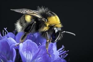 A bee is sitting on a purple flower photo