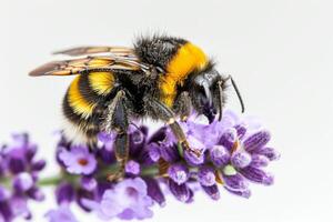 A bee is sitting on a lavender flower photo