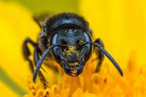 A close up of a bee on a yellow flower photo