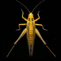 A yellow grasshopper on a black background photo
