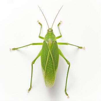 A green bug with long legs on a white background photo