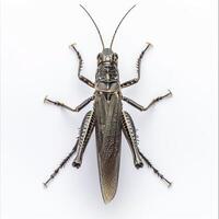 A large grasshopper on a white background photo