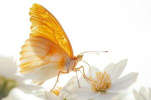 A butterfly is sitting on a white flower photo