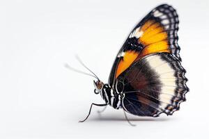 A butterfly with orange, black and white stripes photo