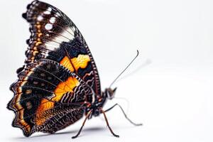 A close up of a butterfly on a white background photo