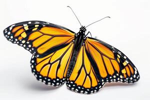 A monarch butterfly is shown on a white background photo