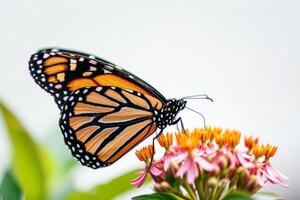 A monarch butterfly is sitting on a flower photo