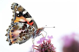 A butterfly with a red, white and black pattern on it photo