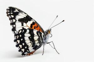 A butterfly with black and white markings on its wings photo