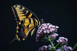 A butterfly is sitting on a flower with a black background photo