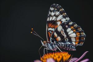 A butterfly is sitting on top of a flower photo