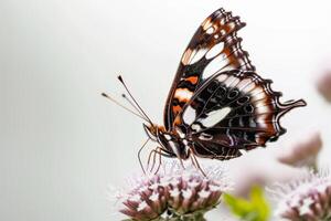 A butterfly with black and white spots on it photo