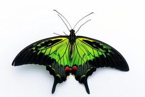 A green and black butterfly with red spots photo
