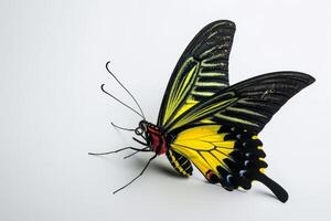 A black and yellow butterfly on a white background photo