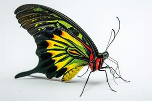 A colorful butterfly with black and yellow wings photo