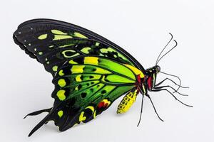 A green and black butterfly with black spots photo