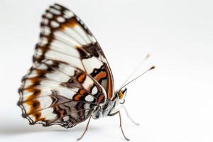 A butterfly with black and white markings on its wings photo