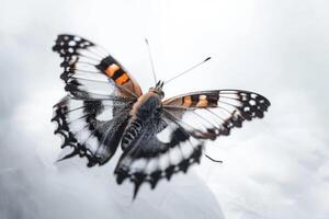 A butterfly with black and white stripes sitting on a white surface photo