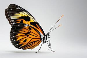A large orange and black butterfly is sitting on a white background photo
