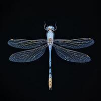 A dragonfly with blue wings and a black background photo