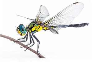 A dragonfly with yellow and green wings sitting on a branch photo
