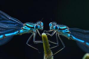 Two blue dragonflies are sitting on a stem photo
