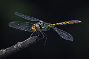 Dragonfly on a branch with dark background photo