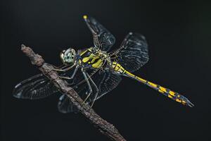 A dragonfly with yellow and black wings sitting on a branch photo