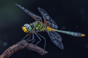 A dragonfly with yellow and green wings sitting on a branch photo