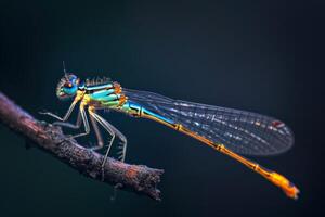 A dragonfly with blue wings and yellow eyes photo