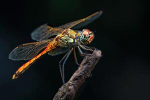 A dragonfly on a branch photo