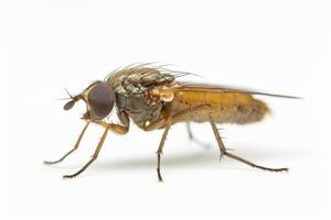A fly with brown wings and long legs photo